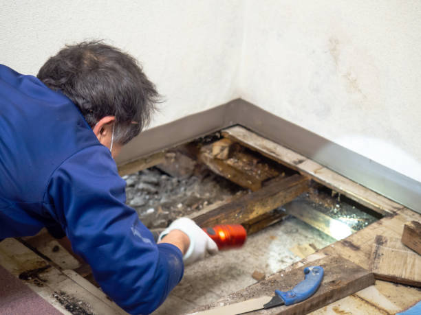 Best Mold Damage Repair  in Dianapolis, IN