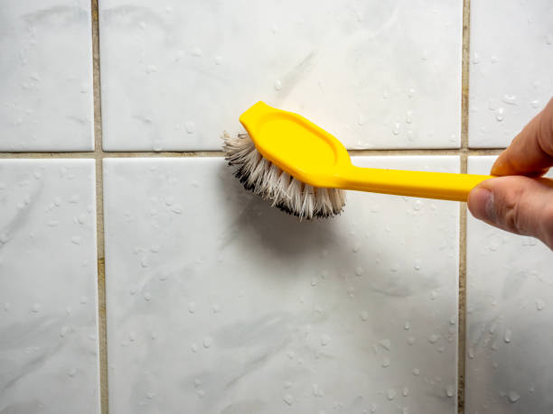 Trusted Indianapolis, IN Mold Removal Experts